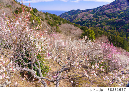 《神奈川県》湯河原梅林・梅の宴 38831637
