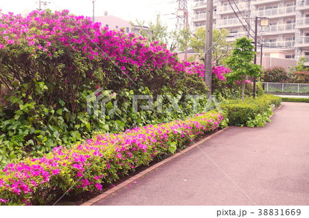 桃花台のつつじ 桃花台のつつじ 38831669