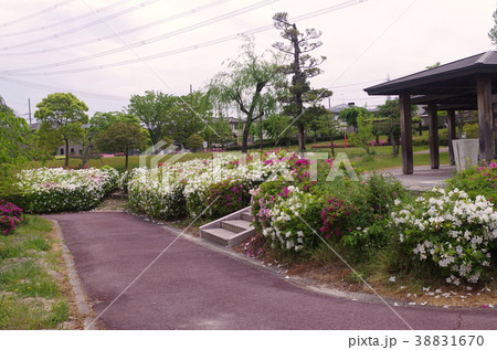 桃花台のつつじ 桃花台のつつじ 38831670
