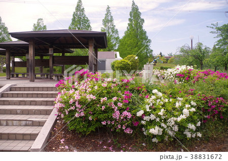 桃花台のつつじ 桃花台のつつじ 38831672