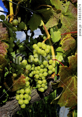 ワイン用ブドウ ワイン用ブドウ 38831674
