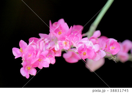 beautiful pink mexican creeper flower beautiful pink mexican creeper flower 38831745