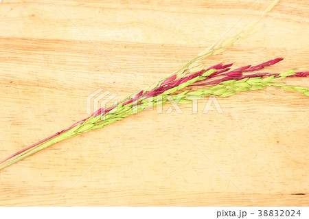 Closeup of colorful Ears of rice isolated 38832024