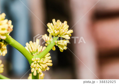 Cape of Good Hope, Dracaena,Dracaena fragrans 38832025
