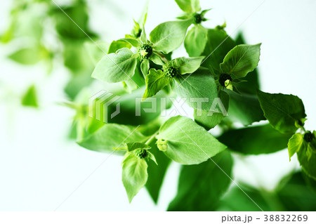 ハーブ　マウンテンミントの花蕾 38832269