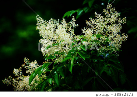 シマトネリコの花蕾 38832273