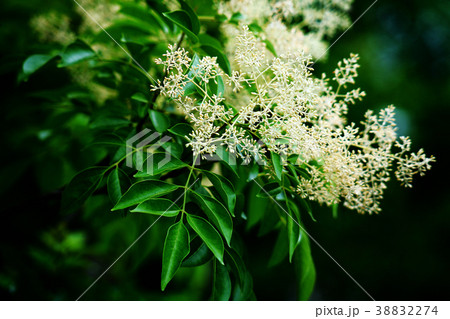 シマトネリコの花蕾 38832274