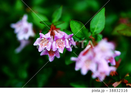ベニバナアベリアの花 ベニバナアベリアの花 38832316