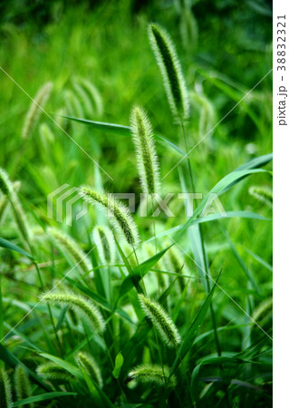 野草 夏に咲くエノコログサの花の写真素材 3321