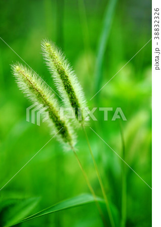 野草 夏に咲くエノコログサの花の写真素材 3326