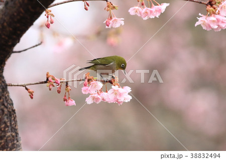 河津桜と可愛いメジロ 38832494