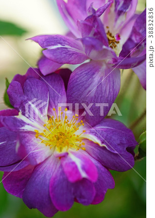 ガーデニングに最適の赤紫色のバラ 38832836