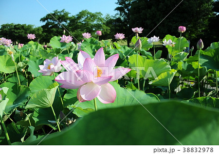 蓮池賑わう蓮華の群生　　古代蓮満開の蓮池の朝　 38832978