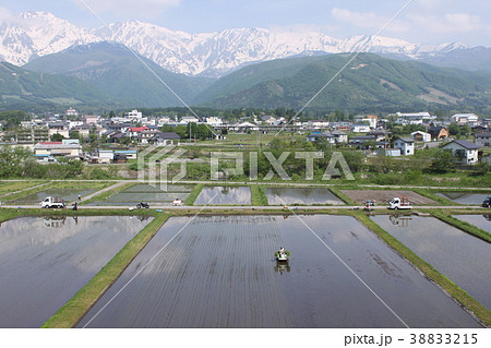 後立山連峰と田植え風景 38833215