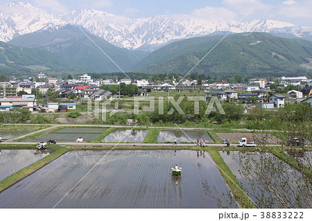 後立山連峰と田植え風景 38833222