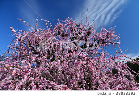 愛媛県宇和島市 南楽園の梅の花の写真素材 3292