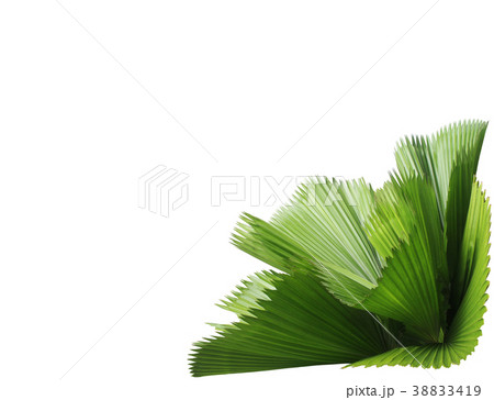 leaf of palm tree isolated on white background 38833419