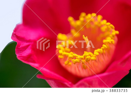 赤ヤブツバキの花芯 赤ヤブツバキの花芯 38833735