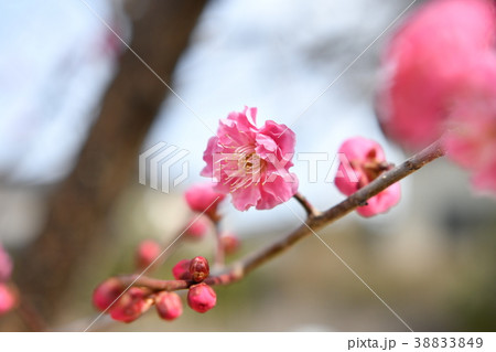 紅梅 38833849