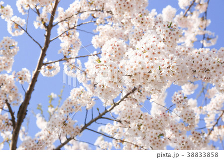 桜 38833858