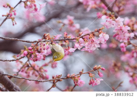 メジロと河津桜 38833912