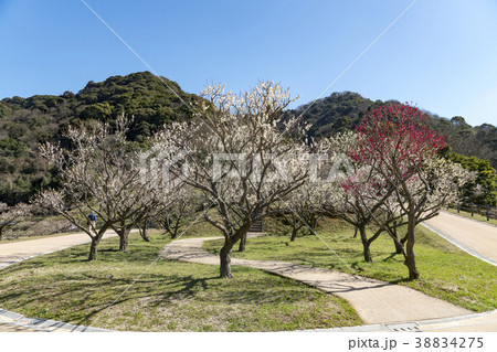 筑前山田梅林公園 筑前山田梅林公園 38834275