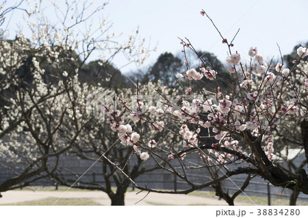 筑前山田梅林公園 38834280