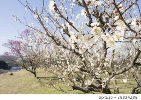 筑前山田梅林公園 筑前山田梅林公園 38834288