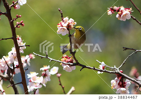 梅の花とメジロ 38834467
