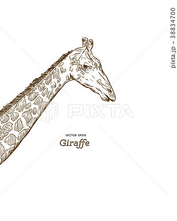 Engraving Style Giraffe Head African White Animal in Sketch Style Vector  Illustration Stock Vector  Illustration of mouth brindled 102656732