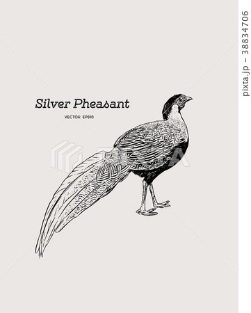 Silver Pheasant vintage illustration. 38834706
