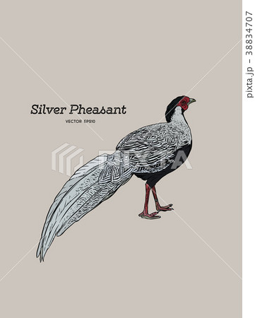 Silver Pheasant vintage illustration. 38834707