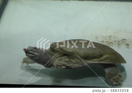 Freshwater turtle Trionics Chinese 38835058