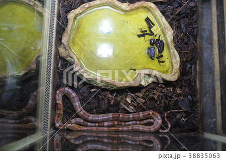 A beautiful snake 38835063