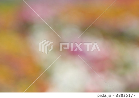 Beautiful colorful flower and blurred background.  38835177