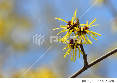 マンサク 38835320