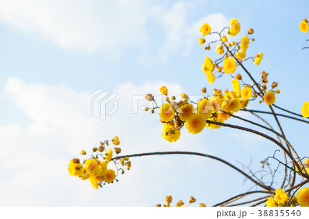 Yellow silk cotton with blue sky. Yellow silk cotton with blue sky. 38835540