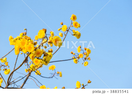 Yellow silk cotton with blue sky. Yellow silk cotton with blue sky. 38835541