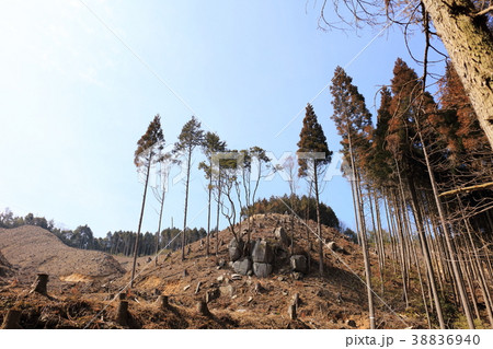 伐採された杉山_環境・エコロジー(福岡県那珂川町の杉山) 伐採された杉山_環境・エコロジー(福岡県那珂川町の杉山) 38836940