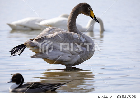 初春の伊豆沼 渡り前の水鳥 初春の伊豆沼 渡り前の水鳥 38837009