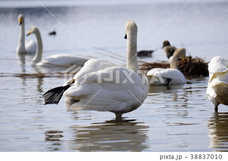 初春の伊豆沼 渡り前の水鳥 初春の伊豆沼 渡り前の水鳥 38837010