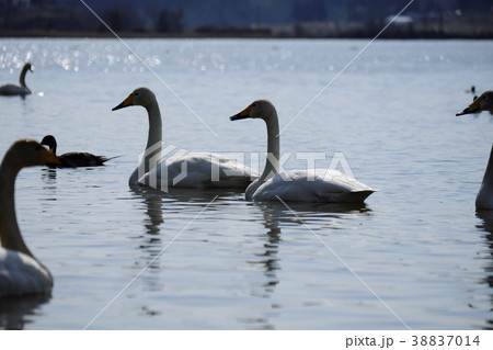 初春の伊豆沼　渡り前の水鳥 38837014