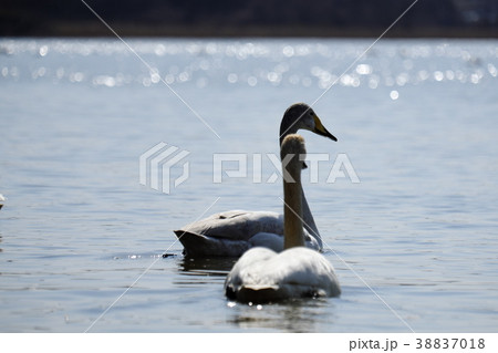初春の伊豆沼　渡り前の水鳥 38837018