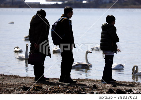 初春の伊豆沼　渡り前の水鳥 38837023