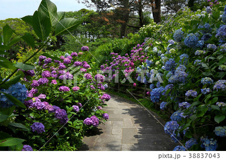 下田公園のアジサイ 38837043