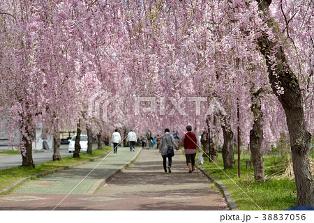 日中線のしだれ桜 38837056