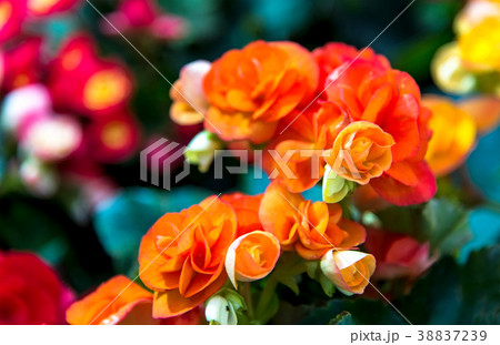 Orange roses on fresh green leaf background  38837239