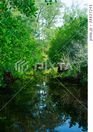 green forest and water 38837243
