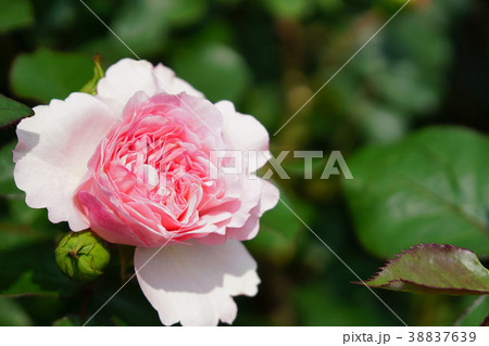 淡いピンクが美しいバラ 38837639