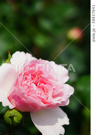 淡いピンクが美しいバラ 38837641